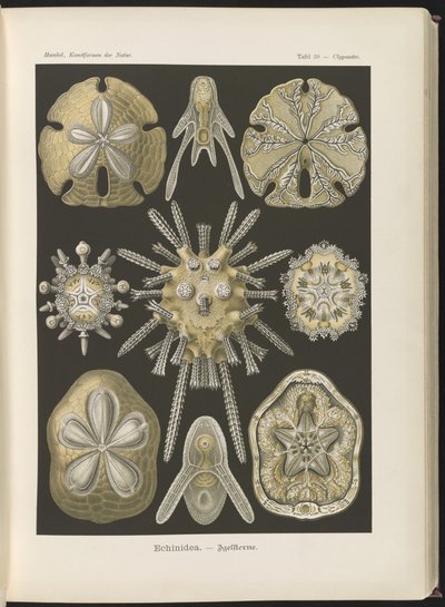 Echinidea: ricci di mare e dollari di mare da Ernst Haeckel