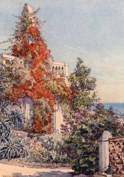 Bougainvillaea, Algeri da Frances Nesbitt