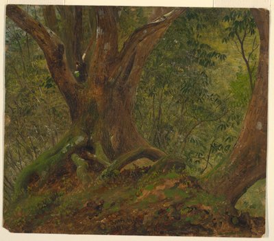 Nel bosco, Giamaica da Frederic Edwin Church