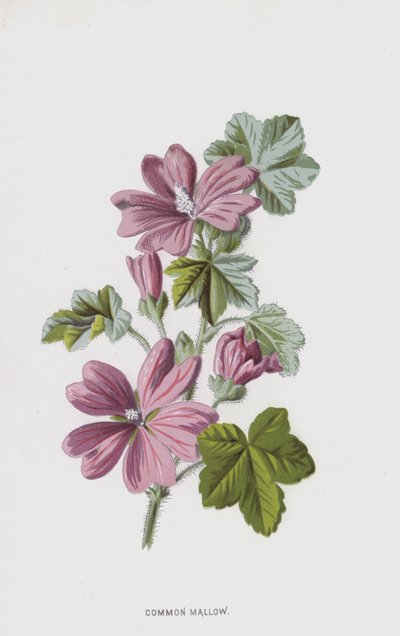 Malva Comune da Frederick Edward Hulme