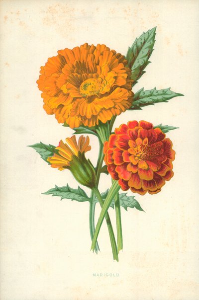 Calendula da Frederick Edward Hulme