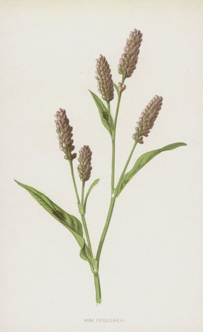 Persicaria Rosa da Frederick Edward Hulme