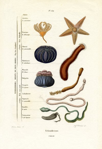 Echinodermi, 1833-39 da French School