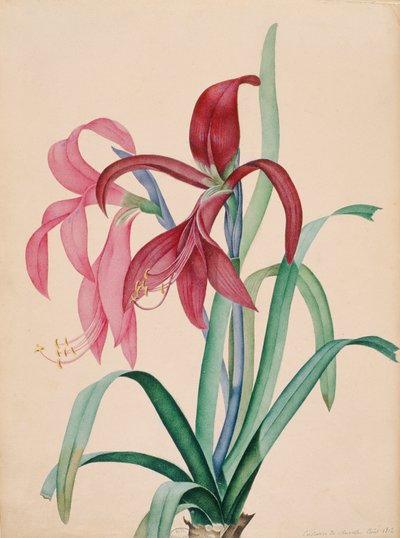 Iris, 1812 da French School