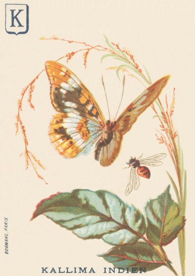 Kallima indiana (Cethosia biblis) da French School