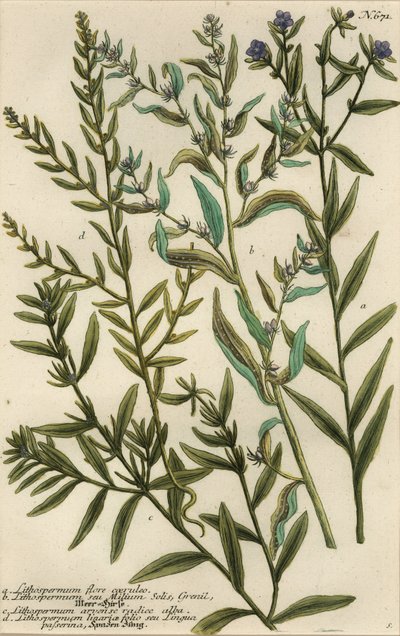 Varietà di gromwell, specie Lithospermum da Georg Dionysius (after) Ehret