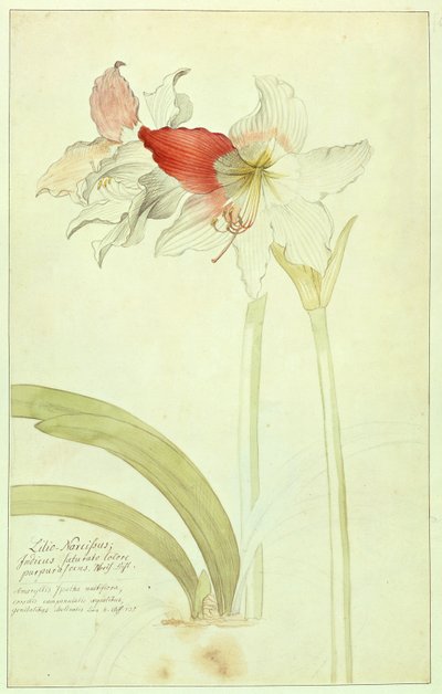 Amarillide: Lilio-Narciso, Indicus da Georg Dionysius Ehret