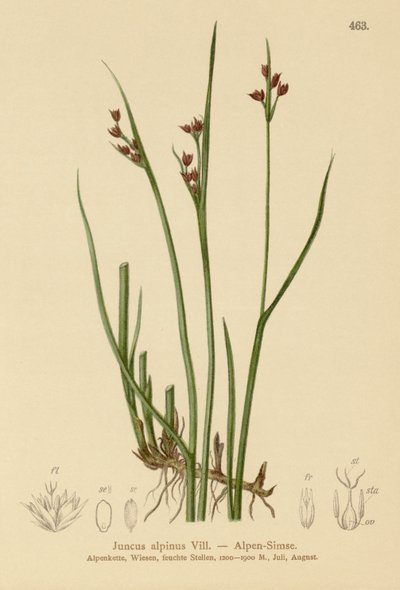 Juncus alpinus, Juncus alpinoarticulatus da German School