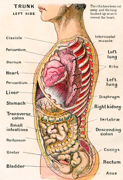 Vista anatomica del torso umano da German School