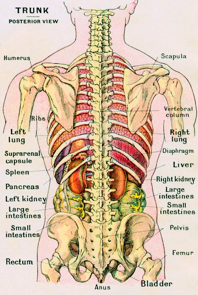 Vista anatomica del torso umano da German School