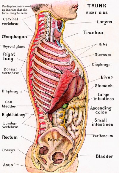 Vista anatomica del torso umano da German School