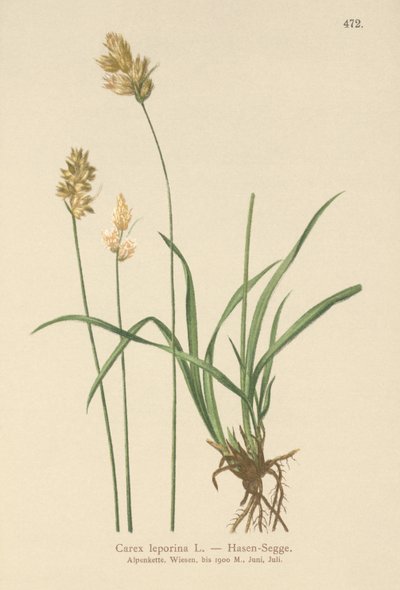 Carex leporina da German School