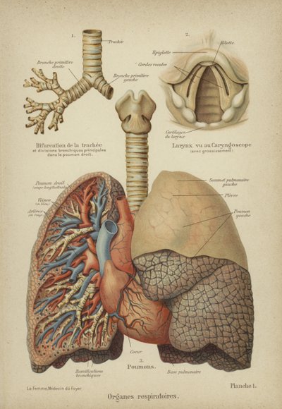 Organi respiratori umani da German School