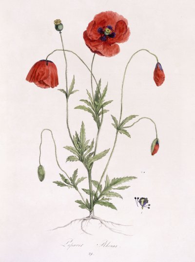 Papaver rhoeas da German School