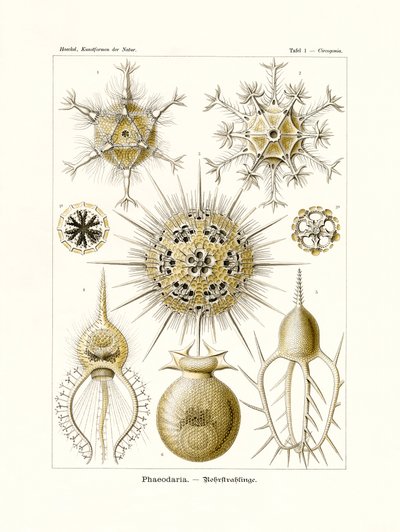 Phaeodaria, 1899-1904 da German School