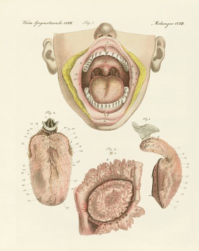 Il gusto (incisione colorata) da German School