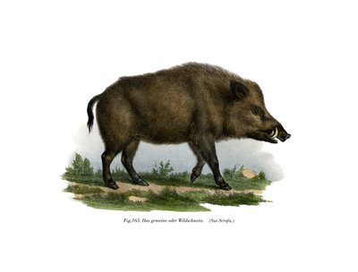 Cinghiale, 1860 da German School