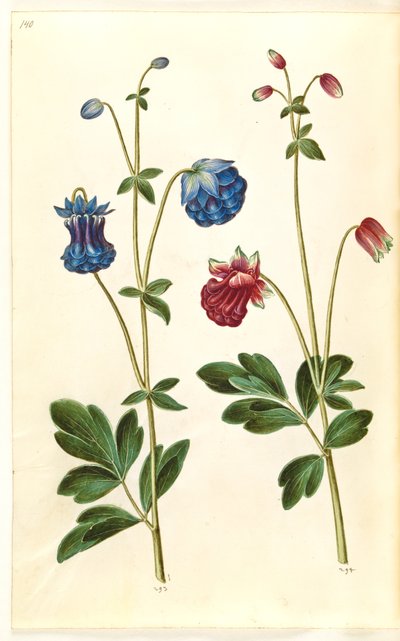 Aquilegia vulgaris (colombina comune) da Hans Simon Holtzbecker