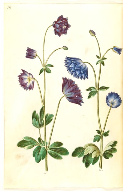 Aquilegia vulgaris (aquilegia comune) da Hans Simon Holtzbecker