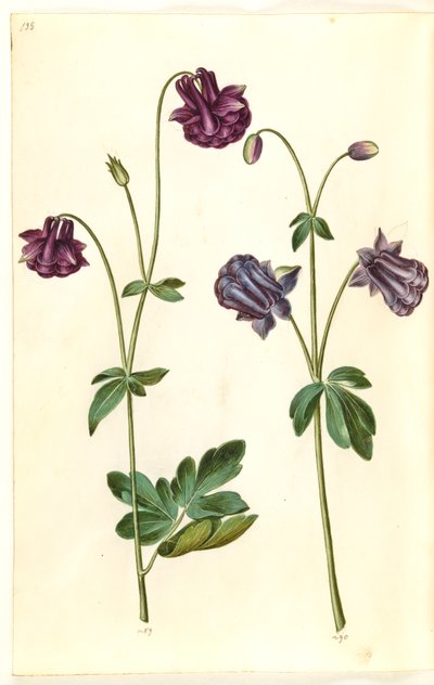 Aquilegia vulgaris (colombina comune) da Hans Simon Holtzbecker