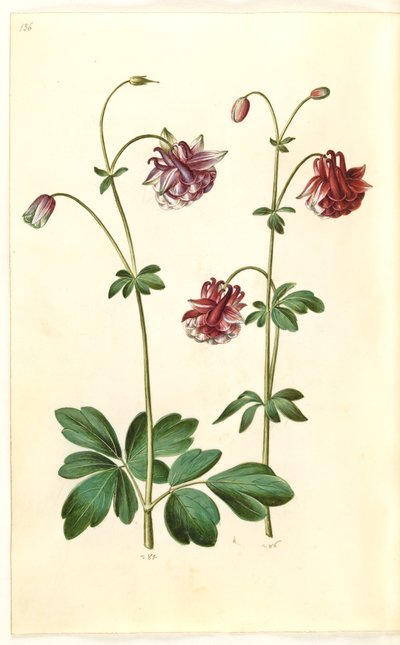 Aquilegia vulgaris (colombina comune) da Hans Simon Holtzbecker