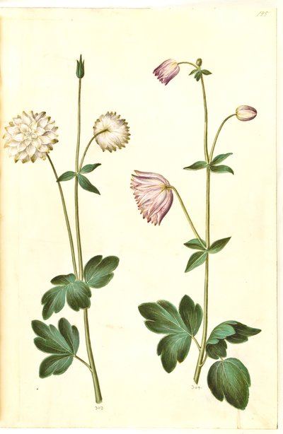 Aquilegia vulgaris (aquilegia comune) da Hans Simon Holtzbecker