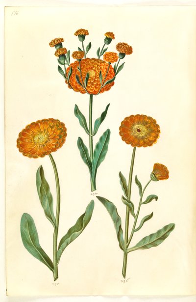 Calendula officinalis da Hans Simon Holtzbecker