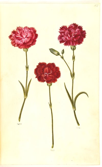 Dianthus caryophyllus (garofano) da Hans Simon Holtzbecker