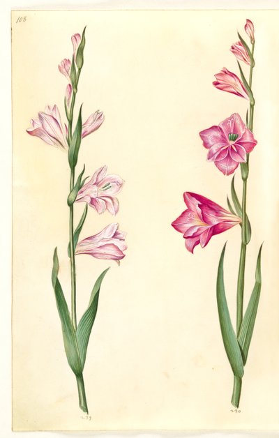 Gladiolus communis (gladiolo comune) da Hans Simon Holtzbecker