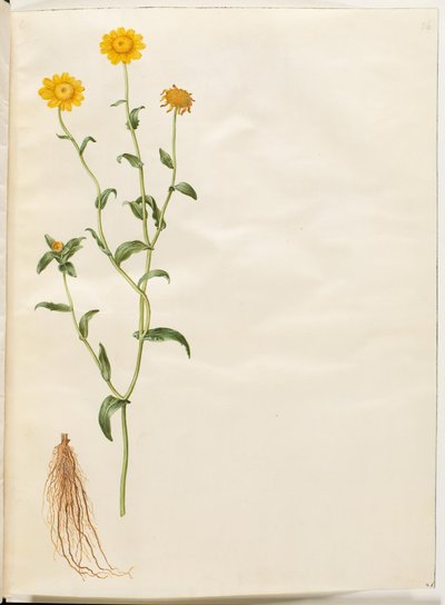 Glebionis segetum (margherita gialla) da Hans Simon Holtzbecker