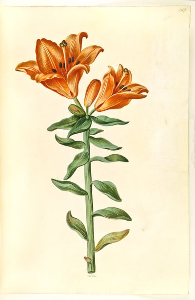 Lilium bulbiferum (giglio rosso) da Hans Simon Holtzbecker