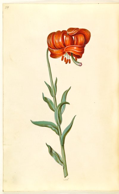 Lilium chalcedonicum (giglio turco rosso) da Hans Simon Holtzbecker