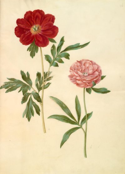 Paeonia officinalis (peonia) da Hans Simon Holtzbecker