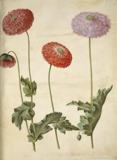 Papaver somniferum (papavero da oppio) da Hans Simon Holtzbecker