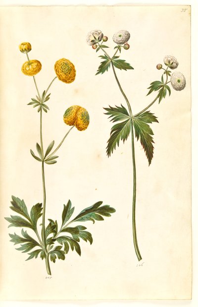 Ranunculus acris (ranuncolo dorato); Ranunculus aconitifolius (ranuncolo argentato) da Hans Simon Holtzbecker