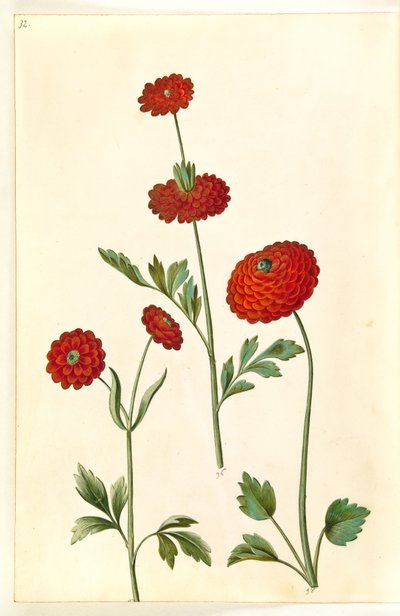 Ranunculus asiaticus (ranuncolo) da Hans Simon Holtzbecker