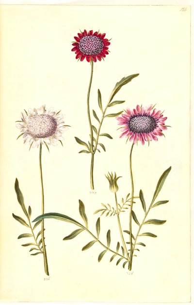 Scabiosa atropurpurea (fiore della vedova) da Hans Simon Holtzbecker