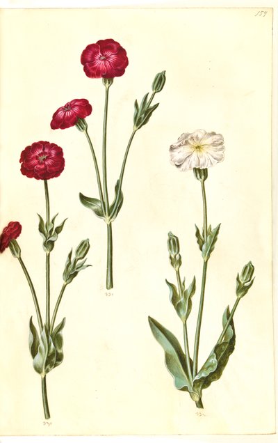 Silene coronaria da Hans Simon Holtzbecker