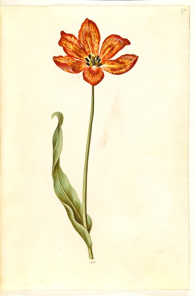 Tulipa gesneriana (tulipano da giardino) da Hans Simon Holtzbecker