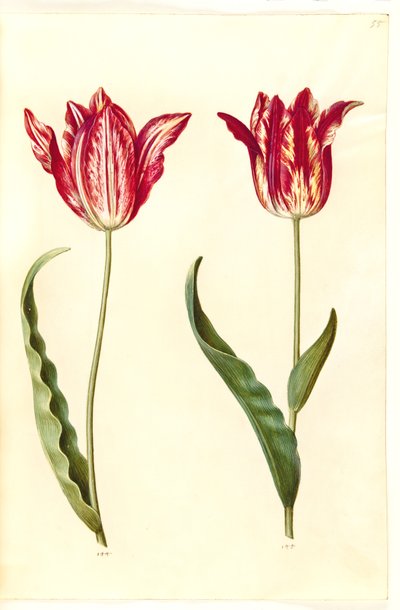 Tulipa gesneriana (tulipano da giardino) da Hans Simon Holtzbecker