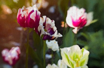 Campo di Tulipani da Helen White