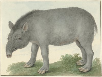 Tapir da Isaac van Haastert