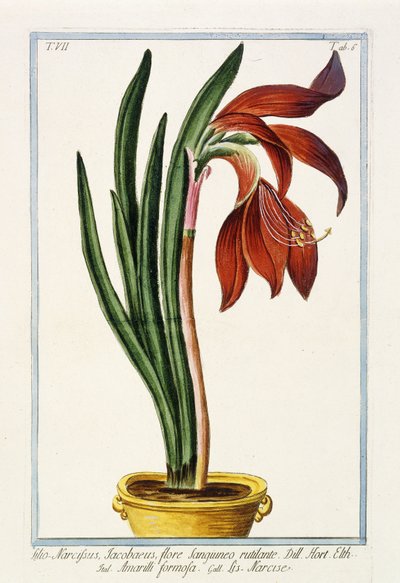 Amaryllis Formosa, 1772-1784 da Italian School