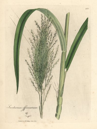 Canna da zucchero comune, Saccharum officinarum da James Sowerby