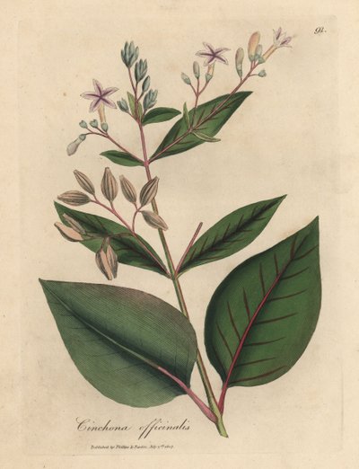 Albero della corteccia peruviana a fiori rosa Cinchona officinalis da James Sowerby