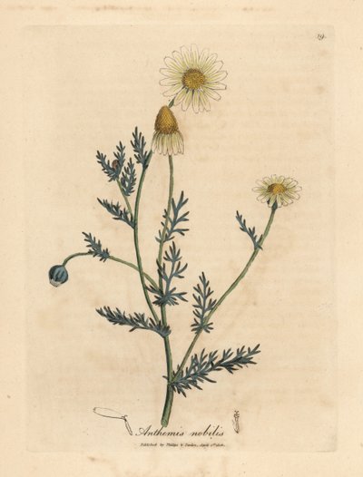 Camomilla a fiori bianchi e gialli, Anthemis nobilis da James Sowerby