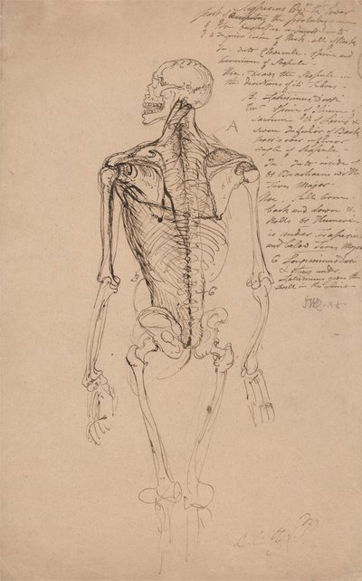 Disegno di uno scheletro umano da James Ward