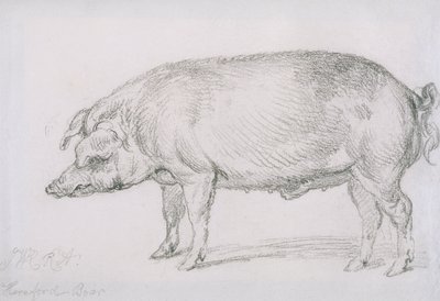 Cinghiale di Hereford, c.1803-04 da James Ward