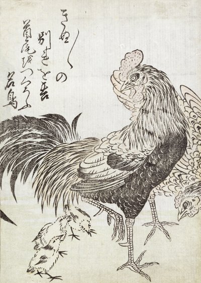 Gallina, gallo e polli da Japanese School