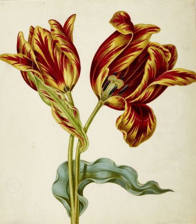 Tulipano, c. 1660 da Johann Bartholomäus Braun